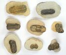 Lot: Assorted Devonian Trilobites - Pieces #133939-3
